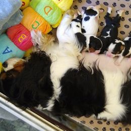 Cavalier King Charles Spaniel Puppies from The House of Wiggle Waggle
