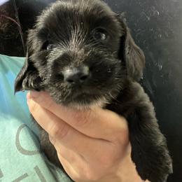 Saray girl 3 - Black female Dachshund puppy in Bigfork, Minnesota from Dachshunds Up North