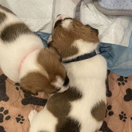 Golden Retriever and Jack Russell Terrier Puppies from Shelby Burleson's Golden Retrievers and Jack Russell Terriers