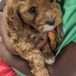 Cinnamon - Red female Cavapoo puppy in East Earl, Pennsylvania from Puppy Adventures LLC