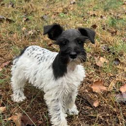 Black Parti Female - Parti female Miniature Schnauzer puppy in Clover, South Carolina from Bobo’s Babies Kennels