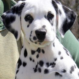 Dalmatian Puppies from Matchless Dalmatians