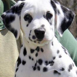Dalmatian Puppies from Matchless Dalmatians