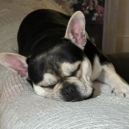 French Bulldogs from Doggy Dayz Decor