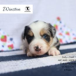 Winston- BMM2 - Blue merle male Toy Australian Shepherd puppy in Nacogdoches, Texas from TK Standard, Mini, & Toy Aussies