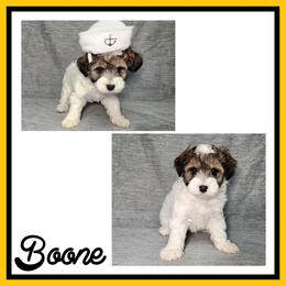 Boone - Parti male Schnoodle puppy in Lebanon, Missouri from Cedar Glades Canines