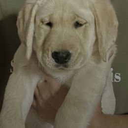 Labrador Retrievers from Holly and Handsome