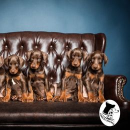 Dalmatian and Doberman Pinscher Puppies from Lorelei Legends