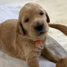 OLIVIA - Red  female Goldendoodle puppy in Porter Ranch, California from Jasperdoodle.com