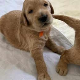 OLIVIA - Red  female Goldendoodle puppy in Porter Ranch, California from Jasperdoodle.com