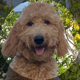 Noodles - Goldendoodle