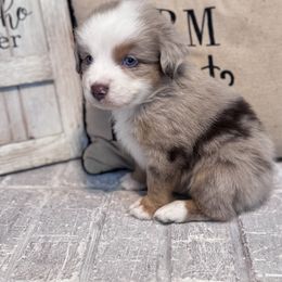 Australian Shepherd Puppies from Blue Creek Farm