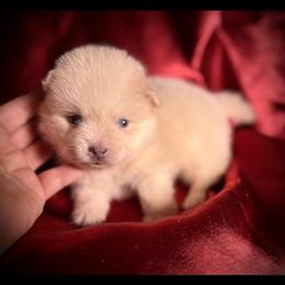 Orion - Lavender male Pomsky puppy in Perkins, Oklahoma from A-Dream Pomsky Kennel