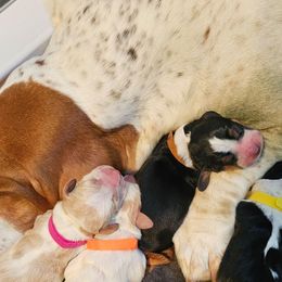 Girl 4 - Red and white female Basset Hound puppy in Greenleaf, Idaho from Happy Acre Bassets