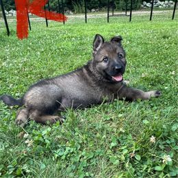 Red collar - Sable female German Shepherd puppy in Westport, Massachusetts from Lori's German Shepherds