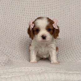 Sky - Blenheim female Cavalier King Charles Spaniel puppy in Katy, Texas from True Heart Cavaliers llc