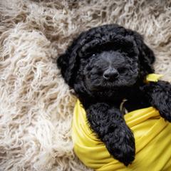 Goldendoodle and Labradoodle Puppies from Dessie's Doodles