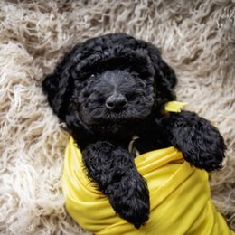 Goldendoodle and Labradoodle Puppies from Dessie's Doodles