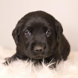 Labrador Retriever Puppies from AGL Retrievers