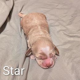 Star - Cream female Cockapoo puppy in Sunset, Louisiana from Cano Cockapoos