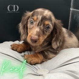 Dachshund Puppies from Camacho_Dachshunds