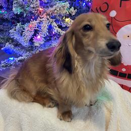 Bear - Dachshund