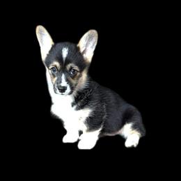 Jasmine - Black and tan female Pembroke Welsh Corgi puppy in Saint Johns, Florida from Colebrooke Farm