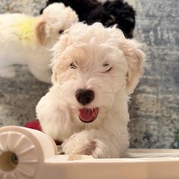Blue Boy - Buff and white male Cockapoo puppy in Bayville, New Jersey from Lovin Lil CutiePoos