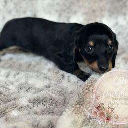 Dachshund Puppies from CSW Dachshunds