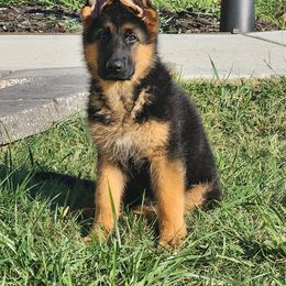 German Shepherd Puppies from Ewig Krieger Kennels