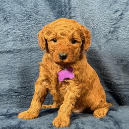 Poodle puppies from Stonewick Poodles