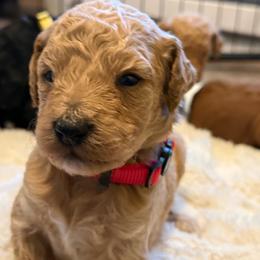 Steiner - Cream male Poodle puppy in Dayton, Washington from Country Sundance Poodles