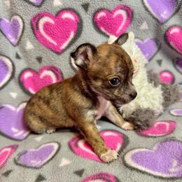Jasper - Fawn brindled black male Chihuahua puppy in Canton, Ohio from Elysium Fields Chihuahuas