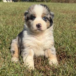 Sweet Girl 1-Blue Merle - Blue merle female Australian Shepherd puppy in Mayfield, Kentucky from Hamilton Farms