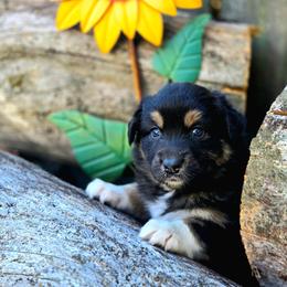 Salem - Black tri-color female Australian Shepherd puppy in Salem, Oregon from Steady Aim Aussies