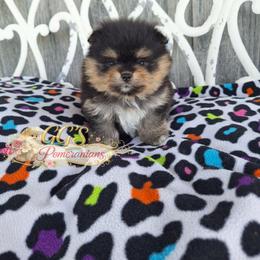 Wisdom now Wicket - Black and tan female Pomeranian puppy in Oologah, Oklahoma from GG's Pomeranians