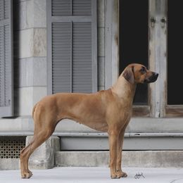 Rhodesian Ridgeback All Grown Up from Zanata Rhodesian Ridgebacks
