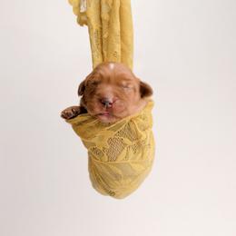 Girl 4 - female Golden Retriever puppy in Buhl, Idaho from Atkinson's Goldens