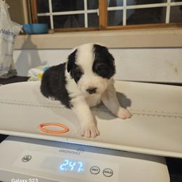 Girl 1 - female Australian Shepherd puppy in Wauneta, Nebraska from 4H Aussies