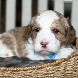 Chippy - Red male Cavapoo puppy in Yuciapa, California from AlltheDoodlez_