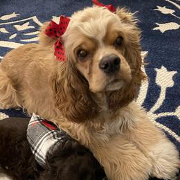Cocker Spaniel All Grown Up from Trulove Cocker Spaniels