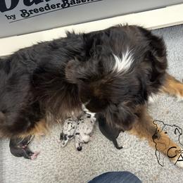 Australian Shepherd Puppies from Cedarville Aussies
