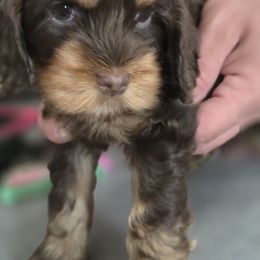 Scarlett, red collar - Brown and tan female Cocker Spaniel puppy in South Milwaukee, Wisconsin from South East Wisconsin cocker spaniels