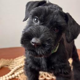 Boy 3 - Green Collar - Black male Giant Schnauzer puppy in St George, Utah from Schnauzer Ranch