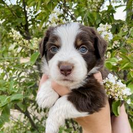 Miniature Australian Shepherd Puppies from DLT MiniAussie