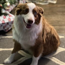 Lottie - Australian Shepherd