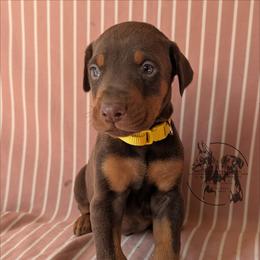 Male 1 - Yellow Collar - Red and rust male Doberman Pinscher puppy in Spencer, Indiana from Jackson's Dobermans