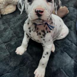 Dalmatian, Poodle, and Rhodesian Ridgeback Puppies from Ruffles, Ridges, & Spots!