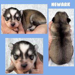 Newark - Silver and white male Pomsky puppy in Sheffield, Iowa from Clover Ridge Pomskies