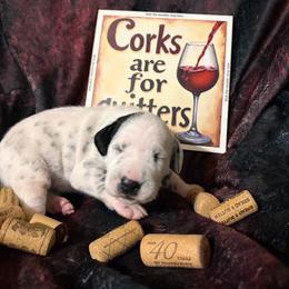 Moscato - White and black female Dalmatian puppy in Claremore, Oklahoma from Lotsofdots Dalmatians